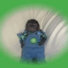 a small monkey wearing blue overalls and a john deere shirt .