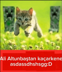 a kitten is running in a field with creepers behind it