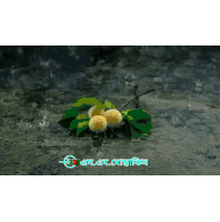 a picture of a plant in the rain with a foreign language watermark