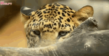 Cheetah Look GIF