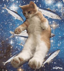 Cat Kitten GIF - Cat Kitten Sparkle GIFs