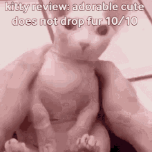 Bingus Kitty Review GIF - Bingus Kitty Review Cat GIFs