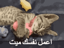 اعمل نفسك ميت قطة GIF - Cat Actlike Sleep GIFs