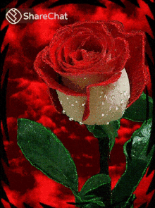 गुलाब फूल GIF - गुलाब फूल प्यार GIFs