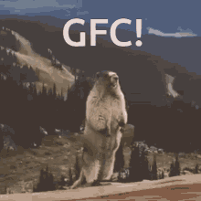 Gfc GIF - Gfc GIFs