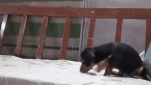 Puppy Jumping Dog GIF - Puppy Jumping Dog Playing GIFs
