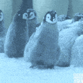 Happy Baby Penguin Gif Geldi Bizimki GIF - Happy Baby Penguin Gif Geldi Bizimki Ucacak Simdi GIFs
