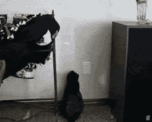 Cat Laser Pointer GIF - Cat Laser Pointer Wall GIFs
