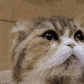 Cat Meow GIF - Cat Meow Chuchu GIFs