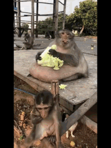 Fattest Monkey Eating Lettuce Fast GIF