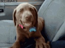 Dog Dogs GIF - Dog Dogs Puppies GIFs