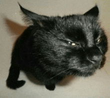 a close up of a black cat with a very angry look on its face