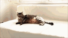 Cleaning The Cat GIF - Clean Cat Vacuum GIFs