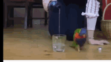 Water Parrot GIF - Water Parrot Drink GIFs
