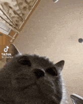 Cat Belly GIF - Cat Belly Dance GIFs