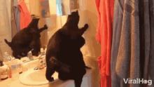 Cats Viralhog GIF - Cats Viralhog Inside Bathroom GIFs