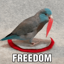 Freedom Free Speech GIF