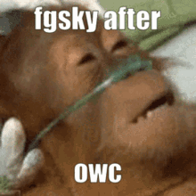 Fgsky Dying Monkey GIF - Fgsky Dying Monkey Osu GIFs