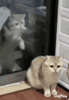 Cat Scratch GIF - Cat Scratch Windows GIFs