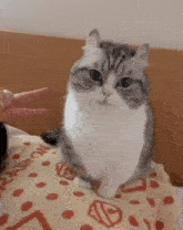 a cat is sitting on a bed looking at the camera while a person petting it .