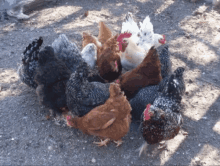 Chickens Chicken Coup GIF