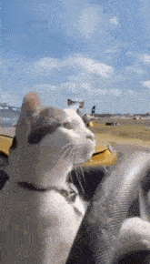a cat is sitting in the driver 's seat of a car and looking out the window