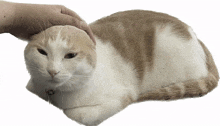 cat meow loaf cat loaf