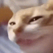 a close up of a cat 's face with a blurry background
