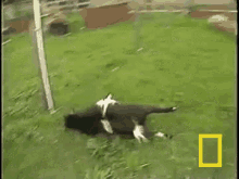 Goat Rolling GIF - Goat Rolling Drinking GIFs