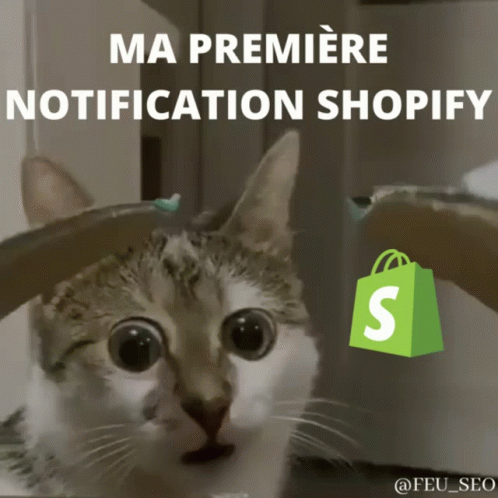 shopify notification ▷ FEU-SEO.COM