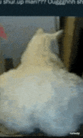 a picture of a white cat with the words " runway " on the bottom right