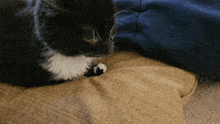 Cat Kitty GIF - Cat Kitty Misty GIFs