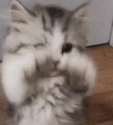 a gray and white kitten is sitting on a wooden floor eating something .