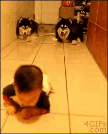 baby dogs crawling