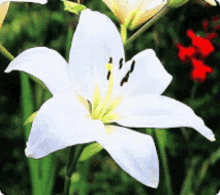 White Lily GIF - White Lily GIFs