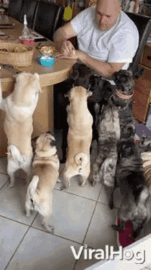 Feeding Time Pug GIF - Feeding Time Pug Dog GIFs