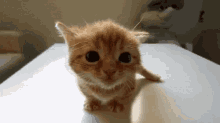 Cute Smile GIF - Happycat GIFs