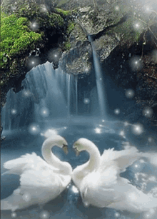 Swan Lake GIF - Swan Lake Love GIFs