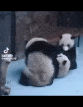Panda Fight GIF - Panda Fight Panda GIFs