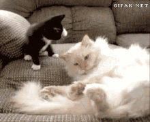 . GIF - Cat Bite Play GIFs