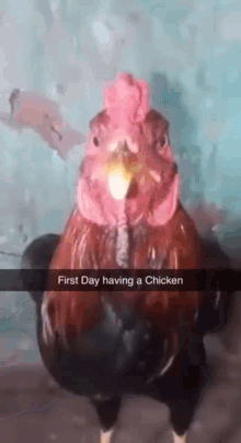 Real Chicken GIF - Real Chicken First Day Having A Chicken GIFs