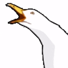 screamgull seagull