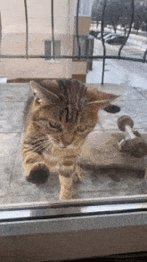 маруся серожа GIF - маруся серожа Cat GIFs