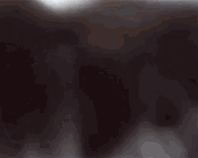a close up of a dog 's face with a blurry background
