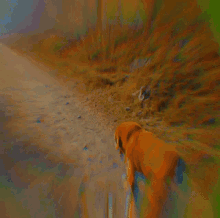 Dog Run GIF - Dog Run Funny Dog GIFs