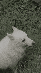 a black and white photo of a white dog standing in tall grass