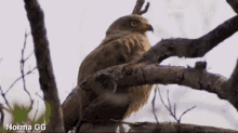 Sorprendido Bird GIF - Sorprendido Bird What GIFs
