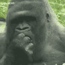Harambe Gorilla GIF - Harambe Gorilla Eating GIFs