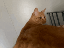 Orange Cat Cat Twerking GIF