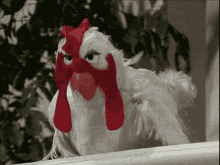 Muppet Show Chicken GIF - Muppet Show Chicken Angry GIFs